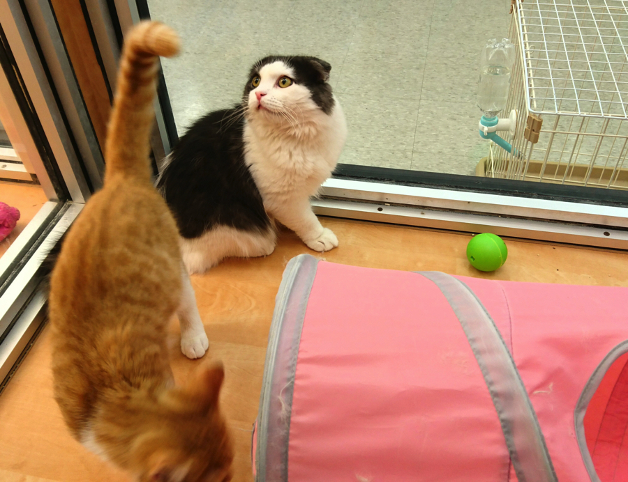 スコティッシュ・フォールド マンチカン - ペットショップ マルワン鎌ヶ谷 千葉県鎌ヶ谷市北初富