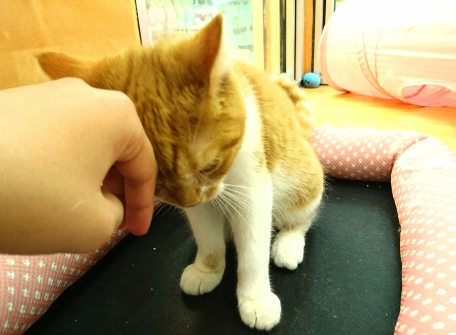 スコティッシュ・フォールド マンチカン - ペットショップ マルワン鎌ヶ谷 千葉県鎌ヶ谷市北初富