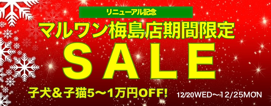 【梅島店セール】ラストチャンス!オリンピック梅島店リニューアルオープン協賛セール開催♪