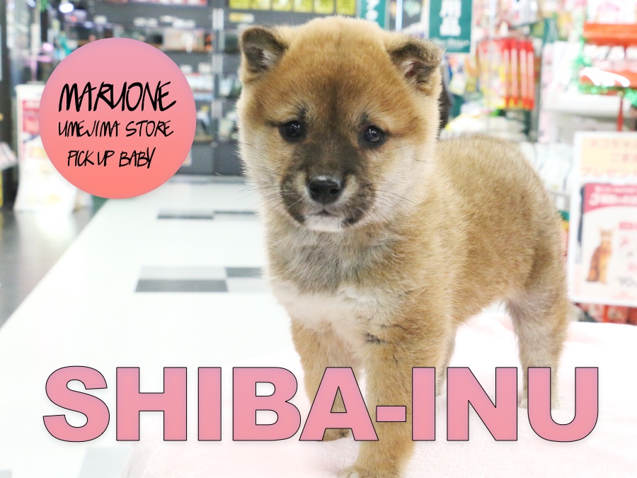 【赤柴犬】絶世の丸顔！瞳の美しさはウルトラ級！：梅島店PICK UPベイビー！No.119091