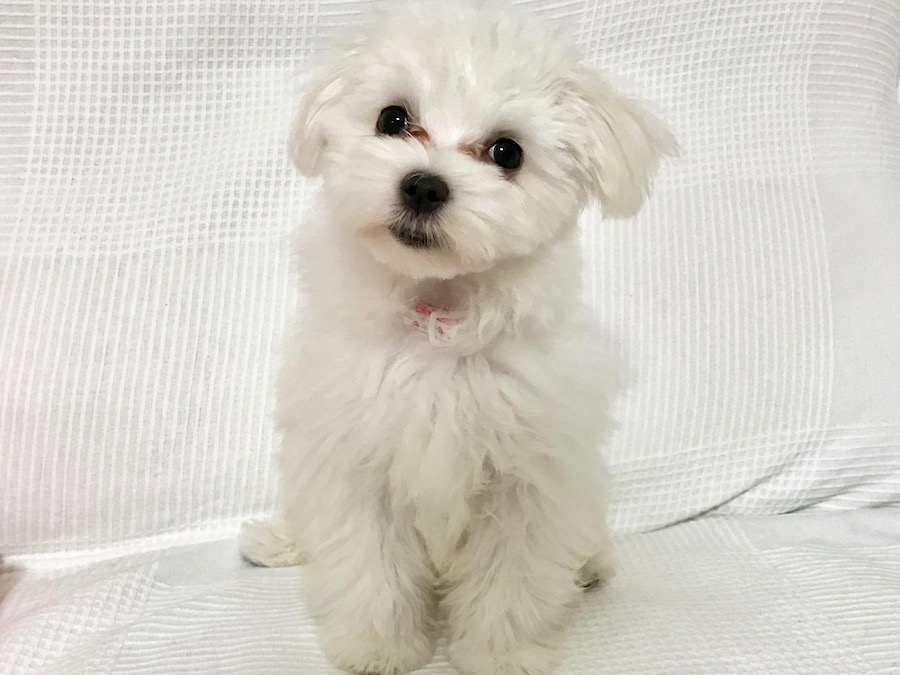 【愛犬物語】相模大塚店スタッフの愛犬物語第3弾！〜木野内＆モカ、ラテ編〜