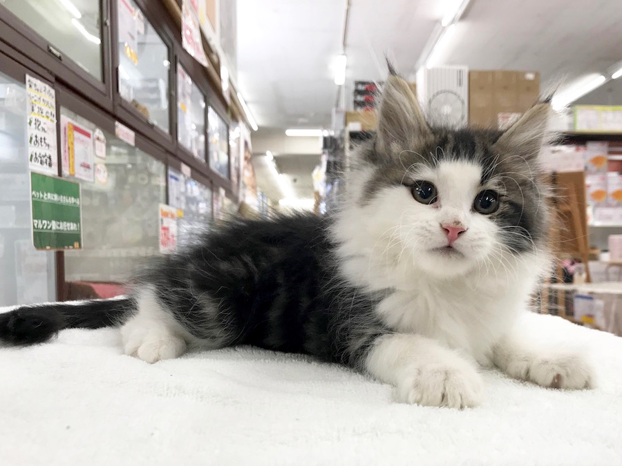 ノルウェージャンフォレストキャット - ペットショップ マルワン相模大塚 神奈川県大和市