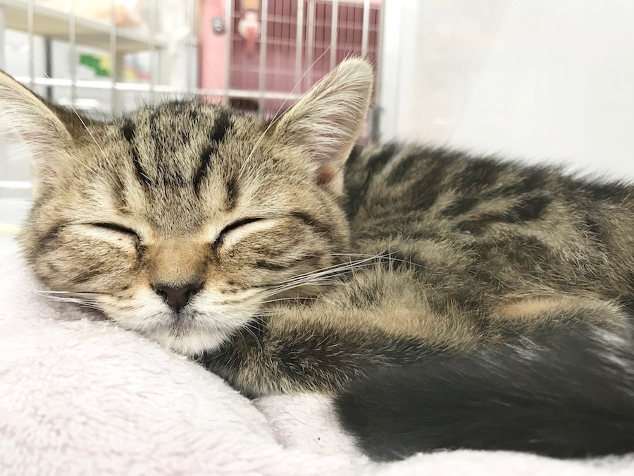 マンチカン - ペットショップ マルワン相模大塚 神奈川県大和市