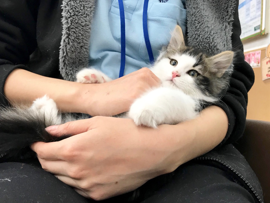 ノルウェージャンフォレストキャット - ペットショップ マルワン相模大塚 神奈川県大和市