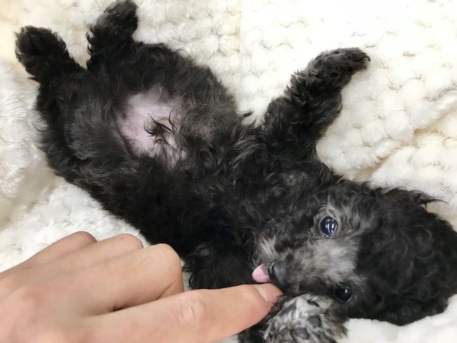 MIX犬（チワワ×トイ・プードル） - ペットショップ マルワン梅島 東京都足立区