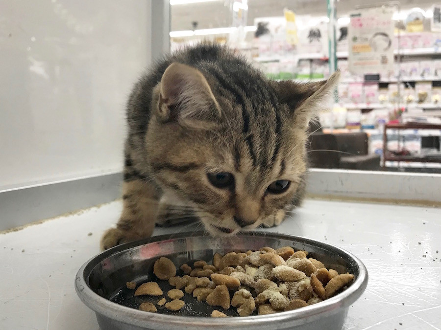 マンチカン - ペットショップ マルワン相模大塚 神奈川県大和市