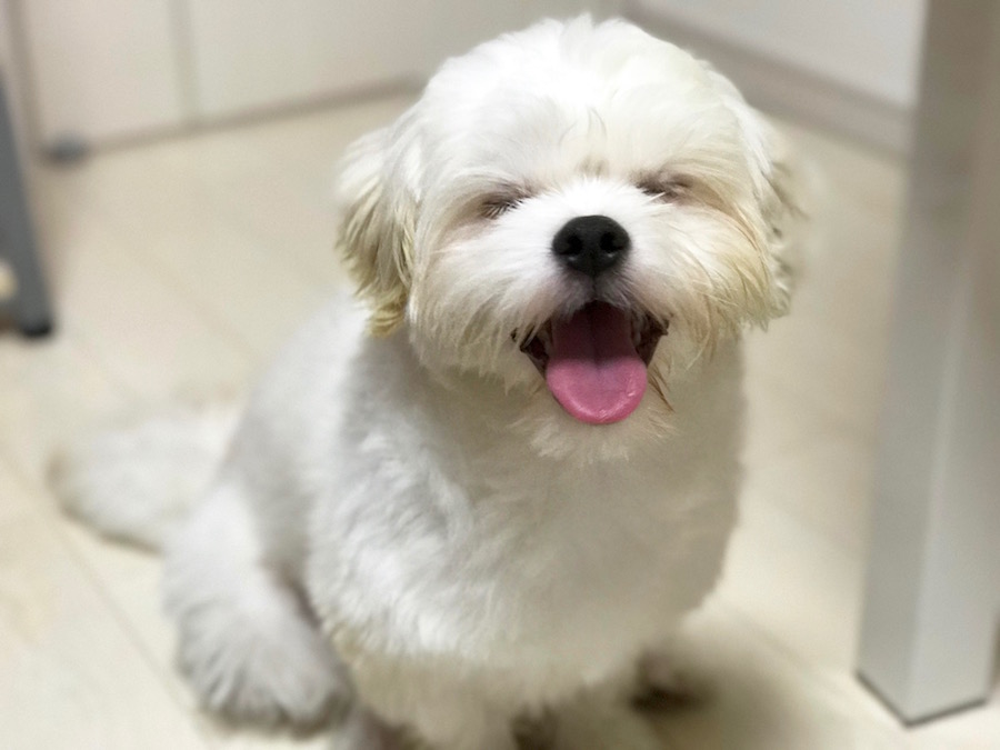 【愛犬物語】相模大塚店スタッフの愛犬物語第3弾！〜木野内＆モカ、ラテ編〜