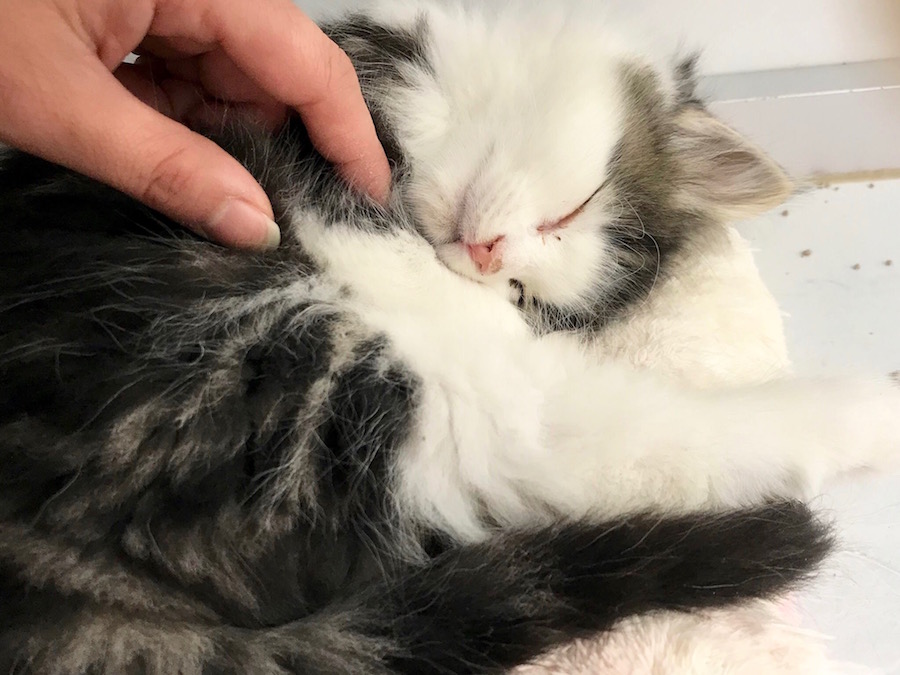 ノルウェージャンフォレストキャット - ペットショップ マルワン相模大塚 神奈川県大和市