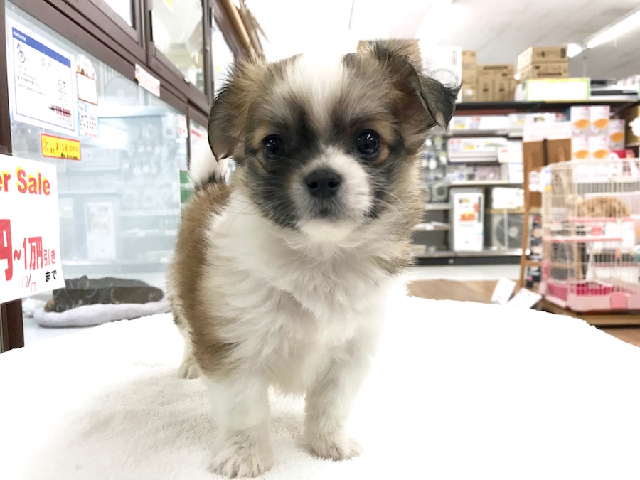 MIX犬（マルチーズ×チワワ） - ペットショップ マルワン相模大塚 神奈川県大和市