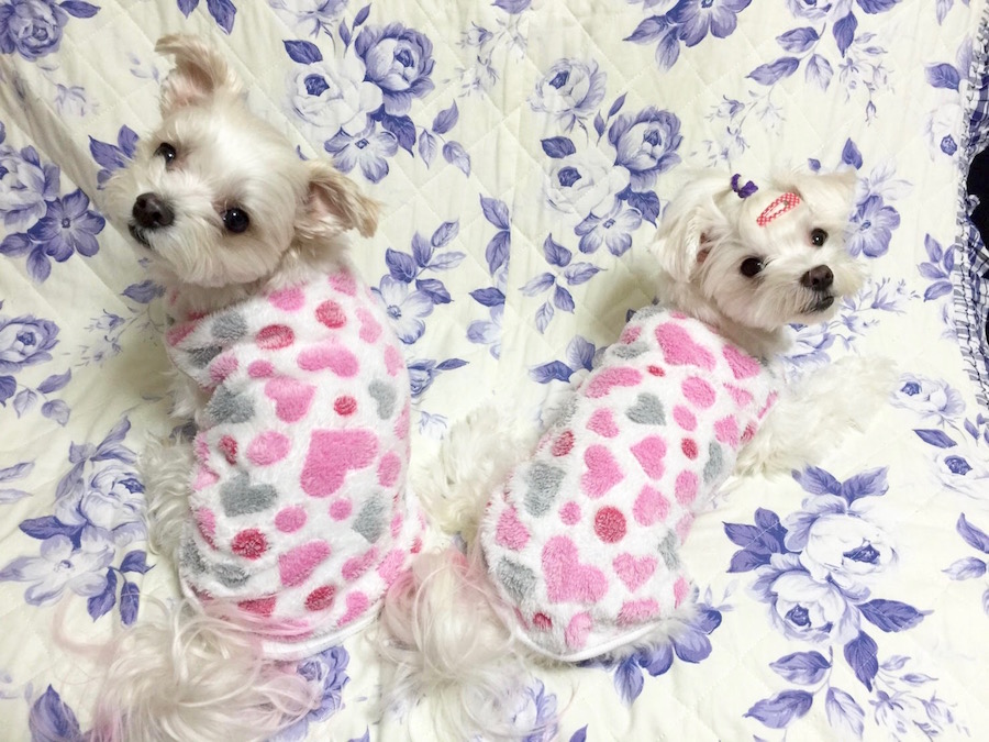 【愛犬物語】相模大塚店スタッフの愛犬物語第2弾！〜近藤＆5匹のワンコ編〜