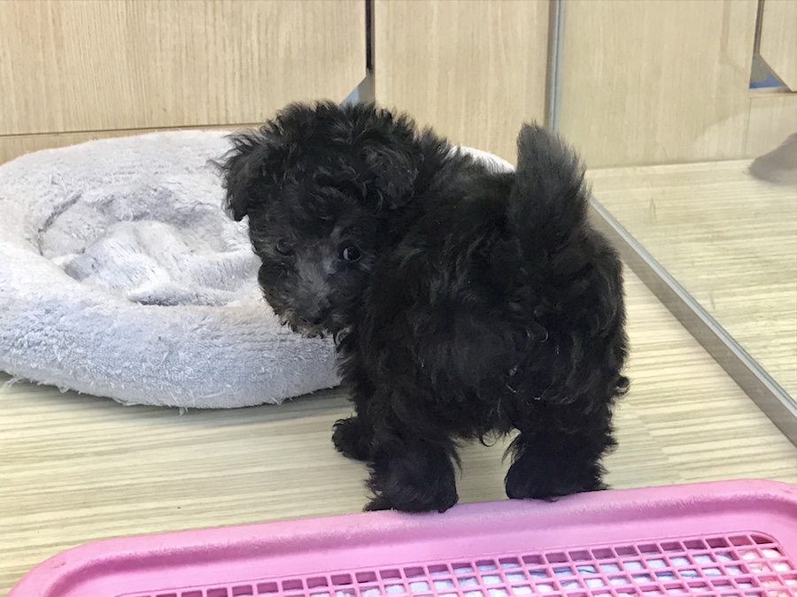 MIX犬（チワワ×トイ・プードル） - ペットショップ マルワン梅島 東京都足立区