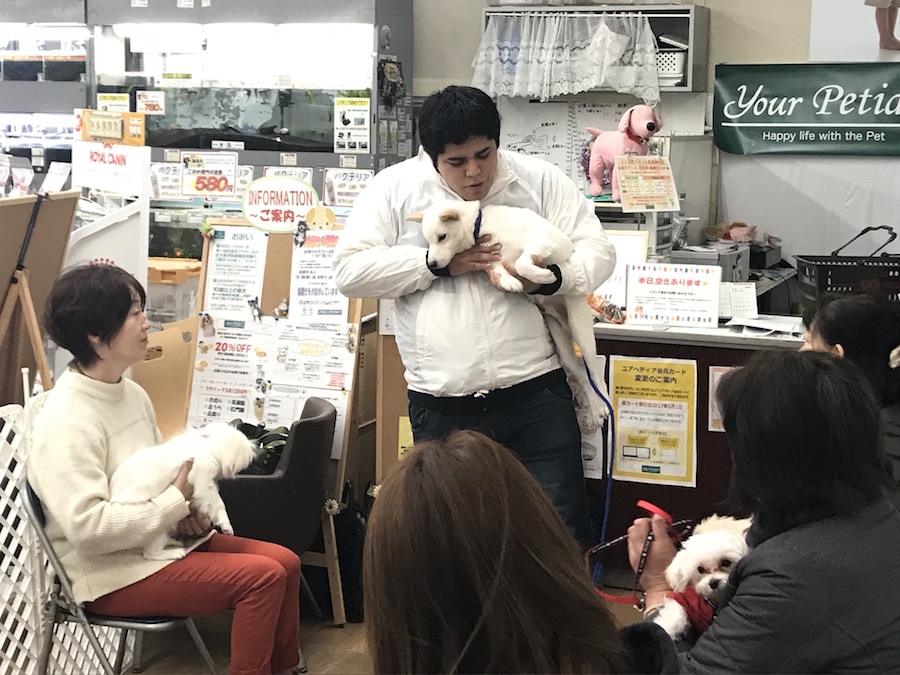 レッスン1『抱っこ編』 - ペットショップ マルワン相模大塚 神奈川県大和市