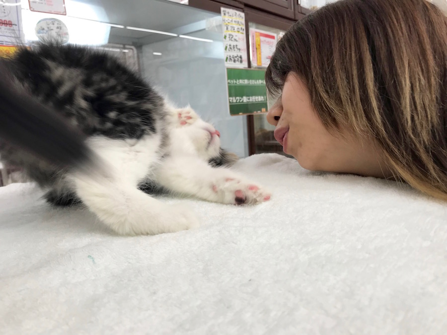ノルウェージャンフォレストキャット - ペットショップ マルワン相模大塚 神奈川県大和市