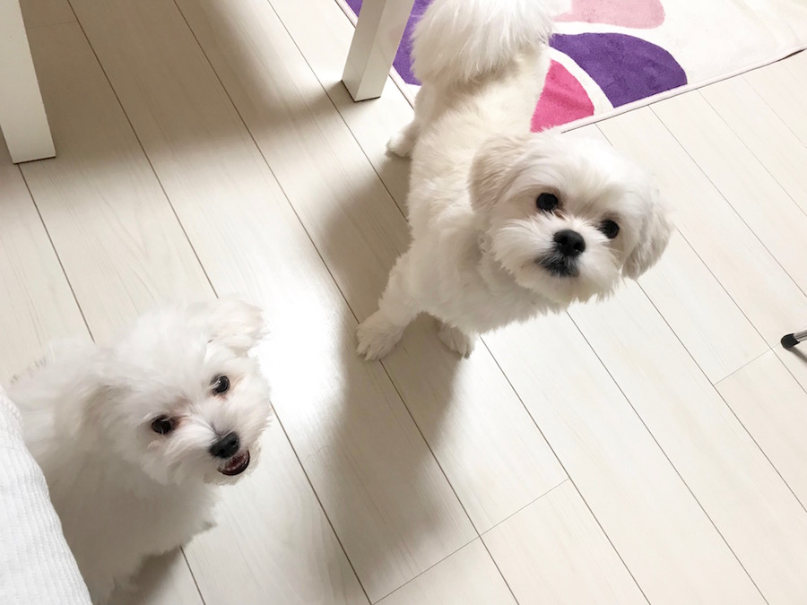 【愛犬物語】相模大塚店スタッフの愛犬物語第3弾！〜木野内＆モカ、ラテ編〜