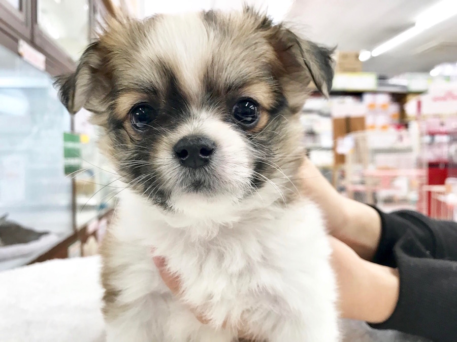 MIX犬（マルチーズ×チワワ） - ペットショップ マルワン相模大塚 神奈川県大和市