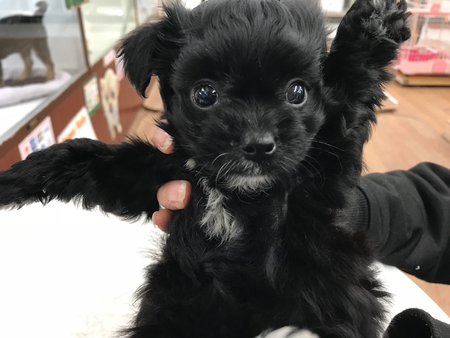 MIX犬（プードル×チワワ） - ペットショップ マルワン相模大塚 神奈川県大和市