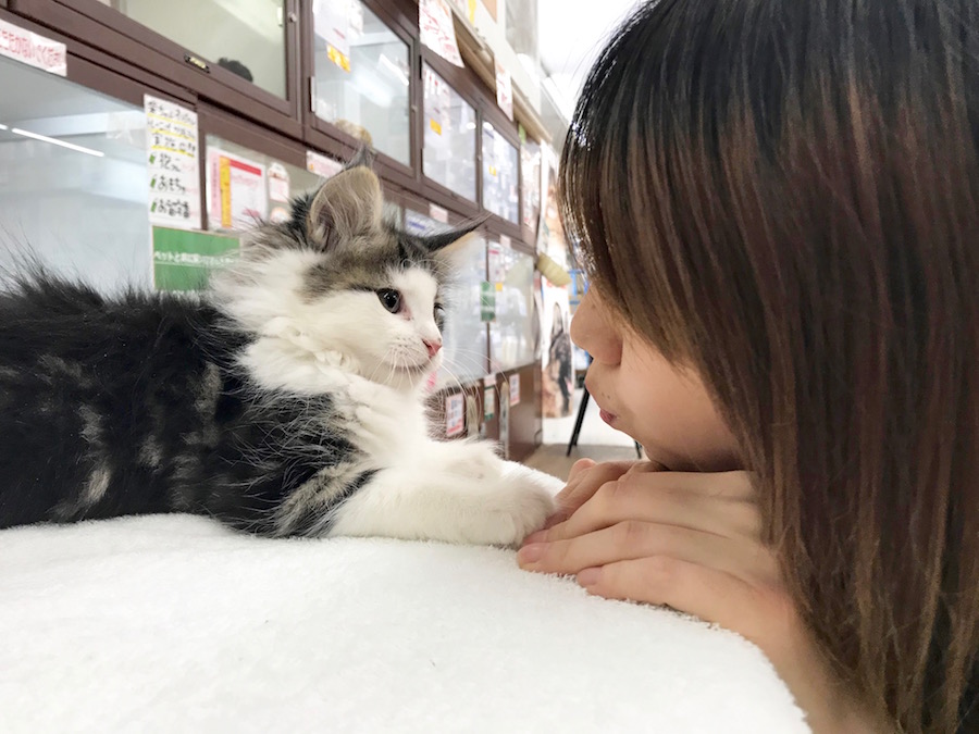 ノルウェージャンフォレストキャット - ペットショップ マルワン相模大塚 神奈川県大和市