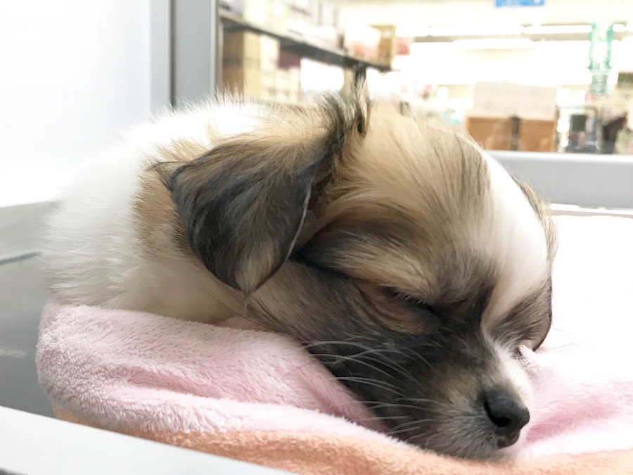 MIX犬（マルチーズ×チワワ） - ペットショップ マルワン相模大塚 神奈川県大和市
