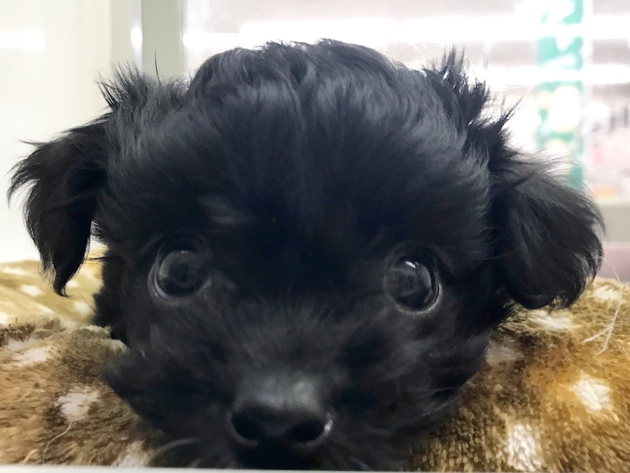 MIX犬（プードル×チワワ） - ペットショップ マルワン相模大塚 神奈川県大和市