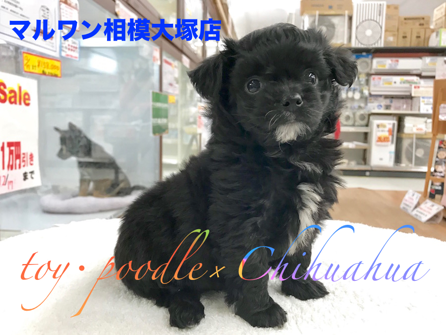 【トイ・プードル×チワワ】童顔の定義にピッタリ当てはまる♪ベビーフェイスのおっとりプッチ：相模大塚店Pick UpベイビーNo.814426