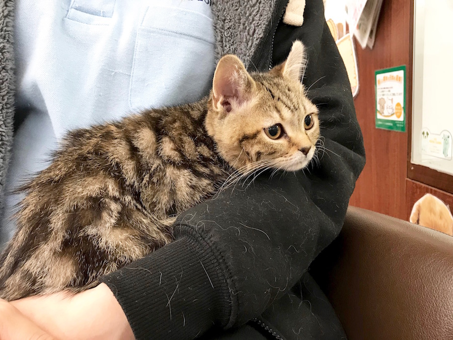 マンチカン - ペットショップ マルワン相模大塚 神奈川県大和市
