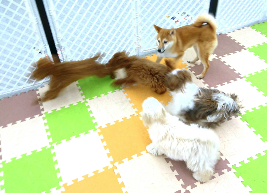 【パピーパーティー】広々プレイルームで社交性トレーニング!:鎌ヶ谷店発 - ペットショップ マルワン鎌ヶ谷 千葉県鎌ヶ谷市北初富
