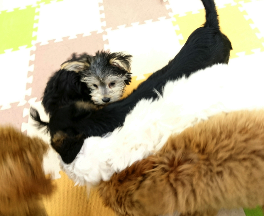 【パピーパーティー】広々プレイルームで社交性トレーニング!:鎌ヶ谷店発 - ペットショップ マルワン鎌ヶ谷 千葉県鎌ヶ谷市北初富