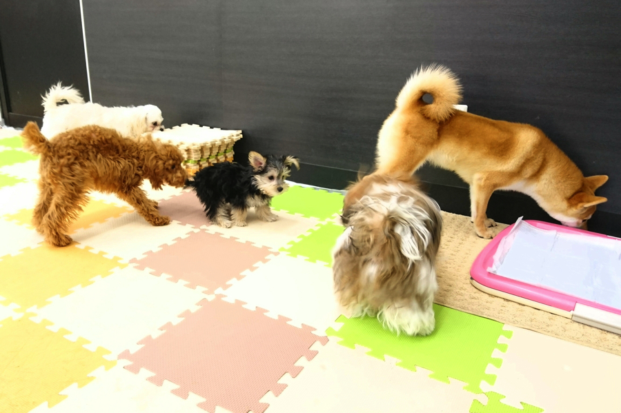 【パピーパーティー】広々プレイルームで社交性トレーニング!:鎌ヶ谷店発 - ペットショップ マルワン鎌ヶ谷 千葉県鎌ヶ谷市北初富