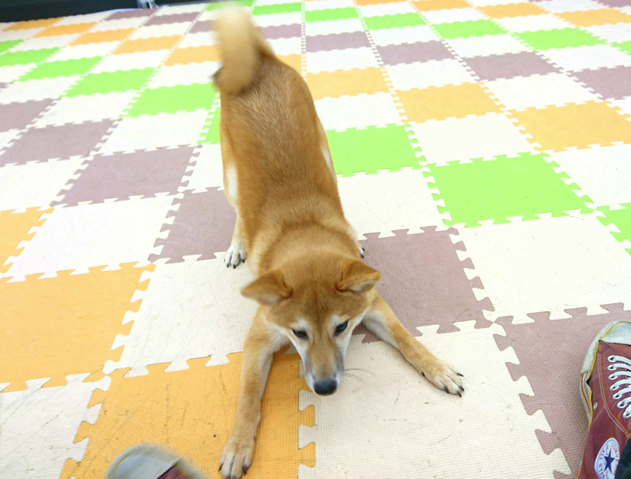 【パピーパーティー】広々プレイルームで社交性トレーニング!:鎌ヶ谷店発 - ペットショップ マルワン鎌ヶ谷 千葉県鎌ヶ谷市北初富