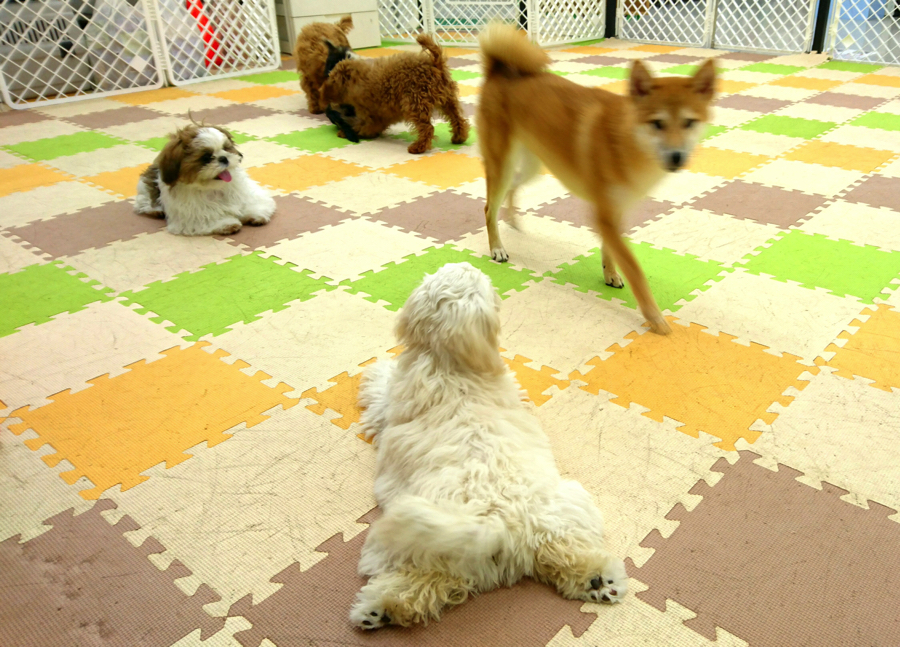【パピーパーティー】広々プレイルームで社交性トレーニング!:鎌ヶ谷店発 - ペットショップ マルワン鎌ヶ谷 千葉県鎌ヶ谷市北初富
