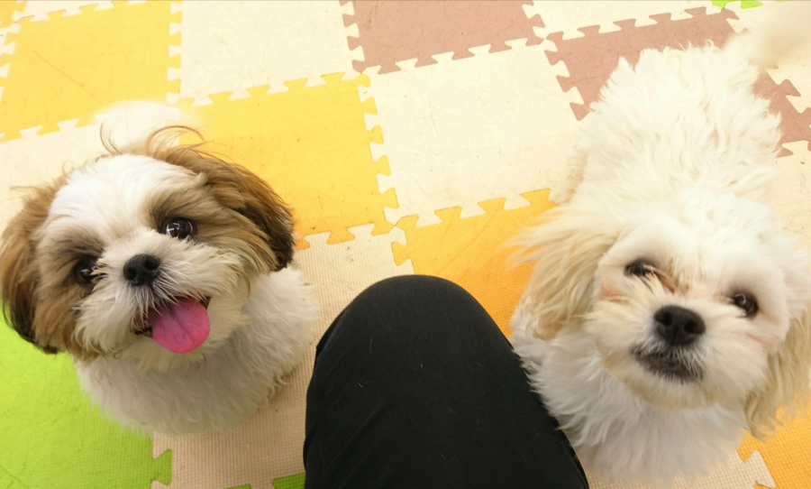 【パピーパーティー】広々プレイルームで社交性トレーニング!:鎌ヶ谷店発 - ペットショップ マルワン鎌ヶ谷 千葉県鎌ヶ谷市北初富