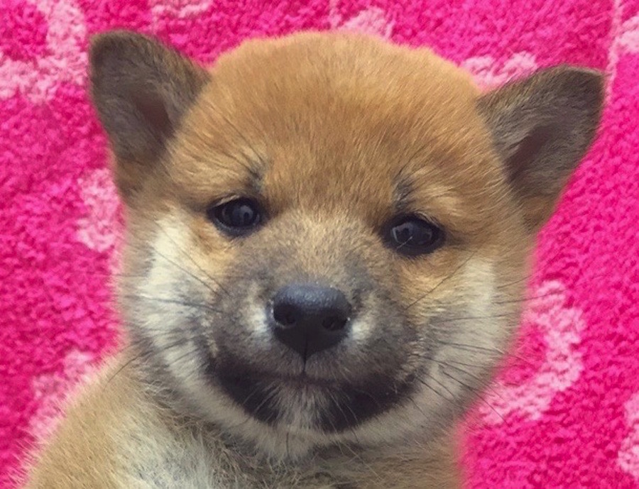 柴犬 - ペットショップ マルワン下丸子 東京都大田区
