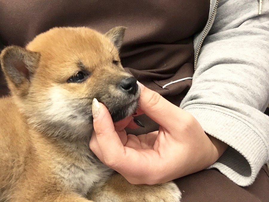 柴犬 - ペットショップ マルワン下丸子 東京都大田区
