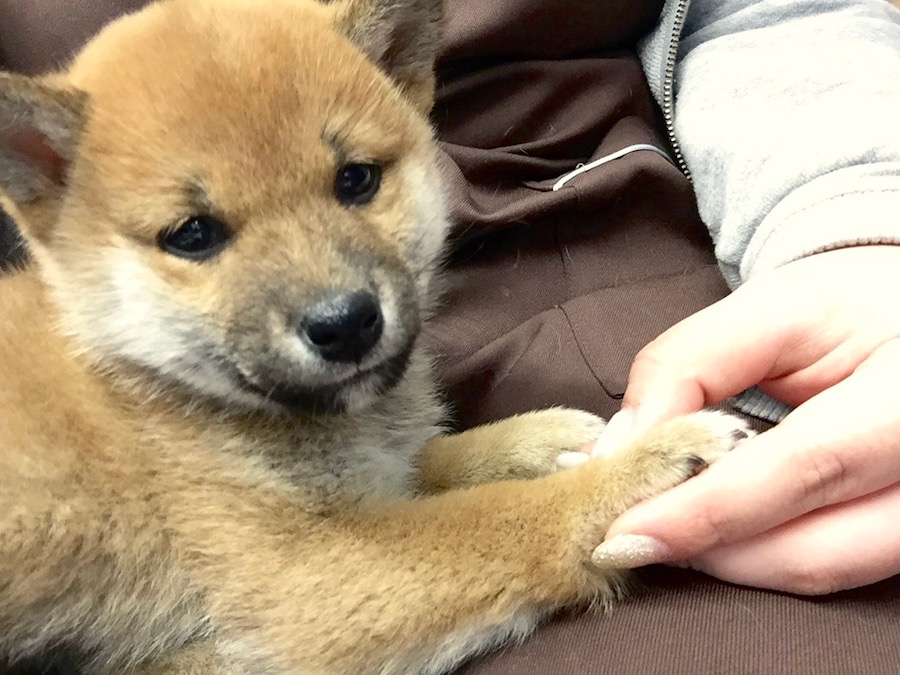 柴犬 - ペットショップ マルワン下丸子 東京都大田区