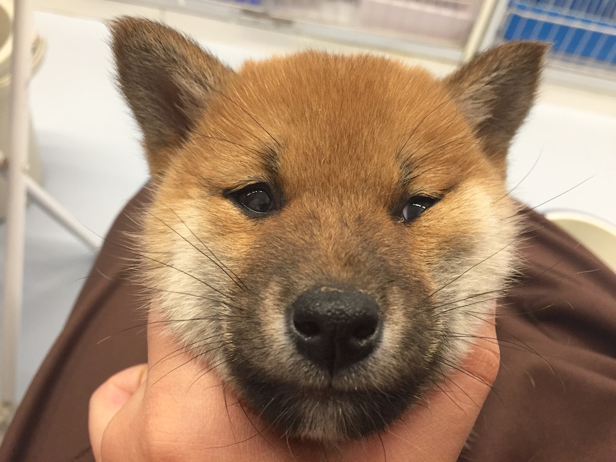 柴犬 - ペットショップ マルワン下丸子 東京都大田区
