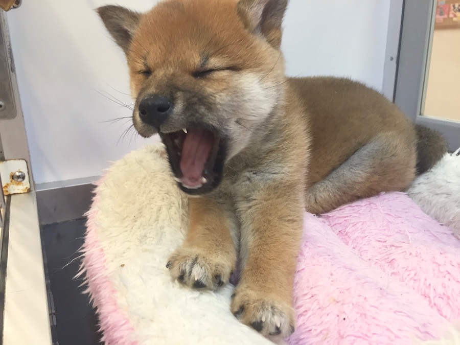 柴犬 - ペットショップ マルワン下丸子 東京都大田区
