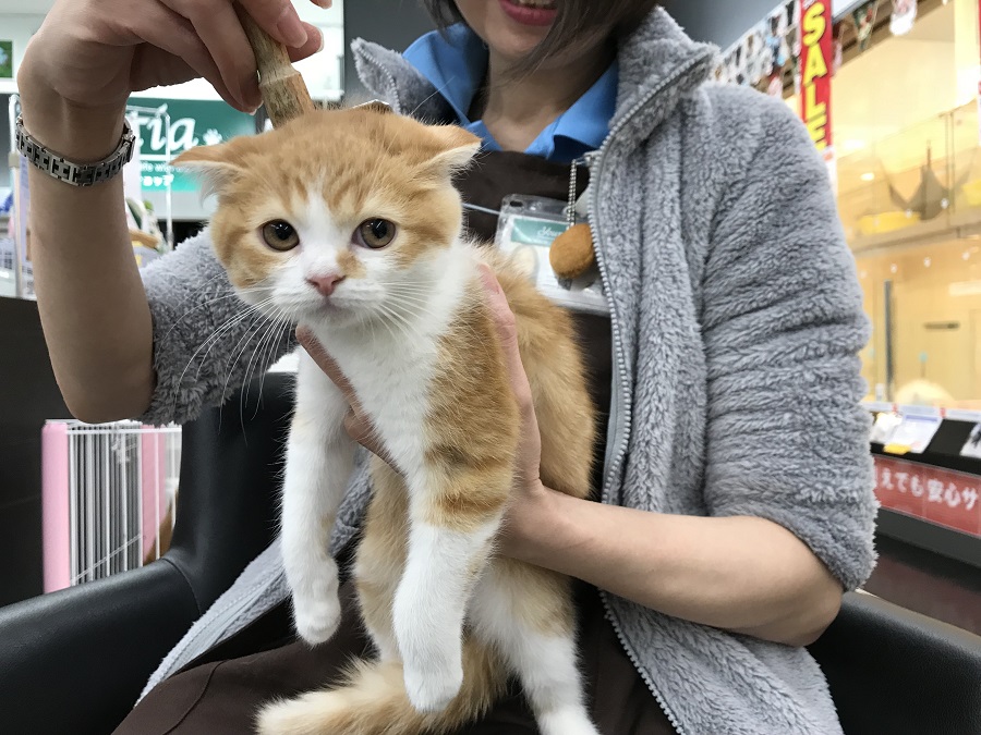 スコティッシュ・フォールド - ペットショップ マルワン港北ニュータウン 神奈川県横浜市都筑区