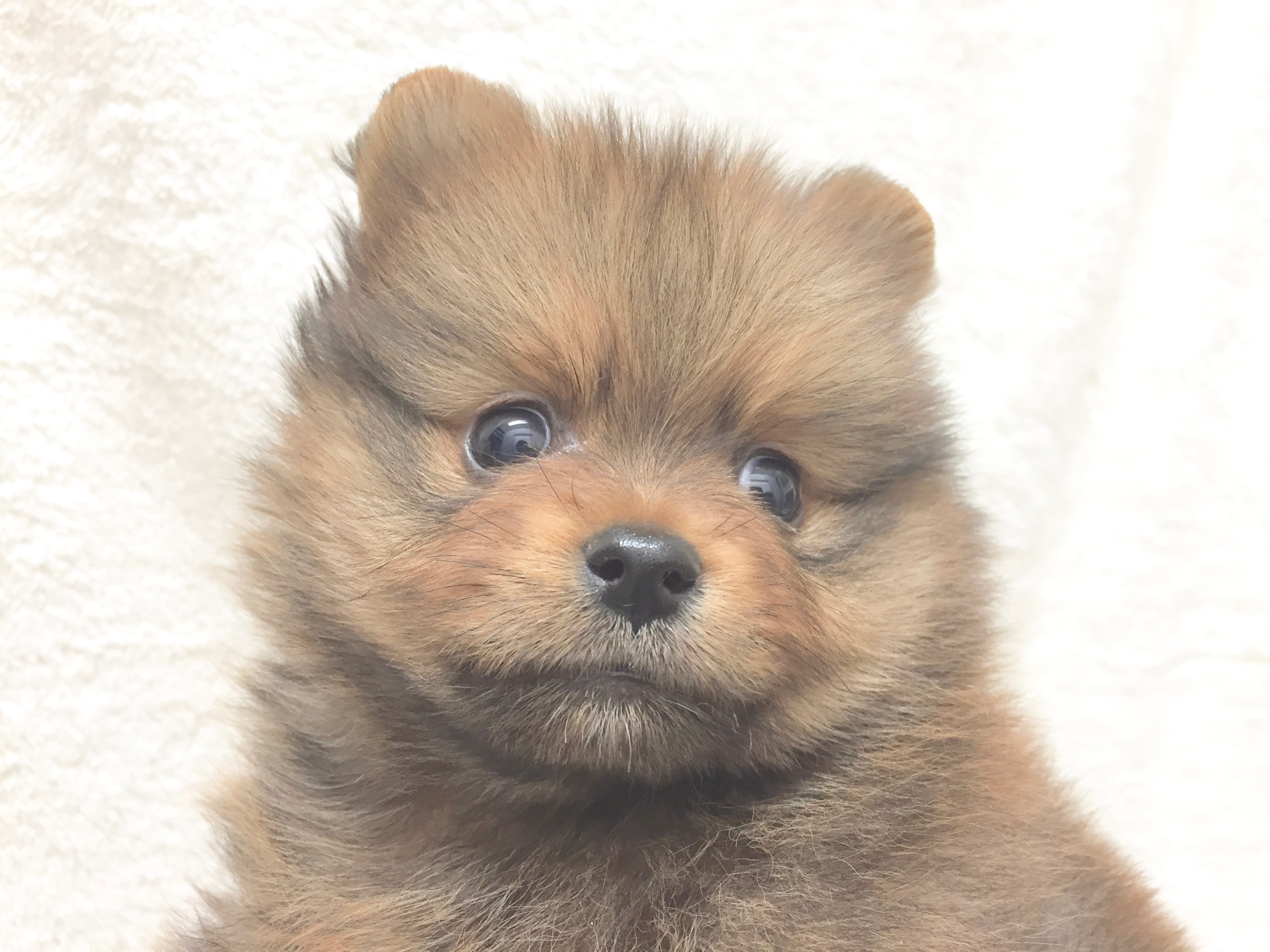 ポメラニアン - ペットショップ マルワン下丸子 東京都大田区