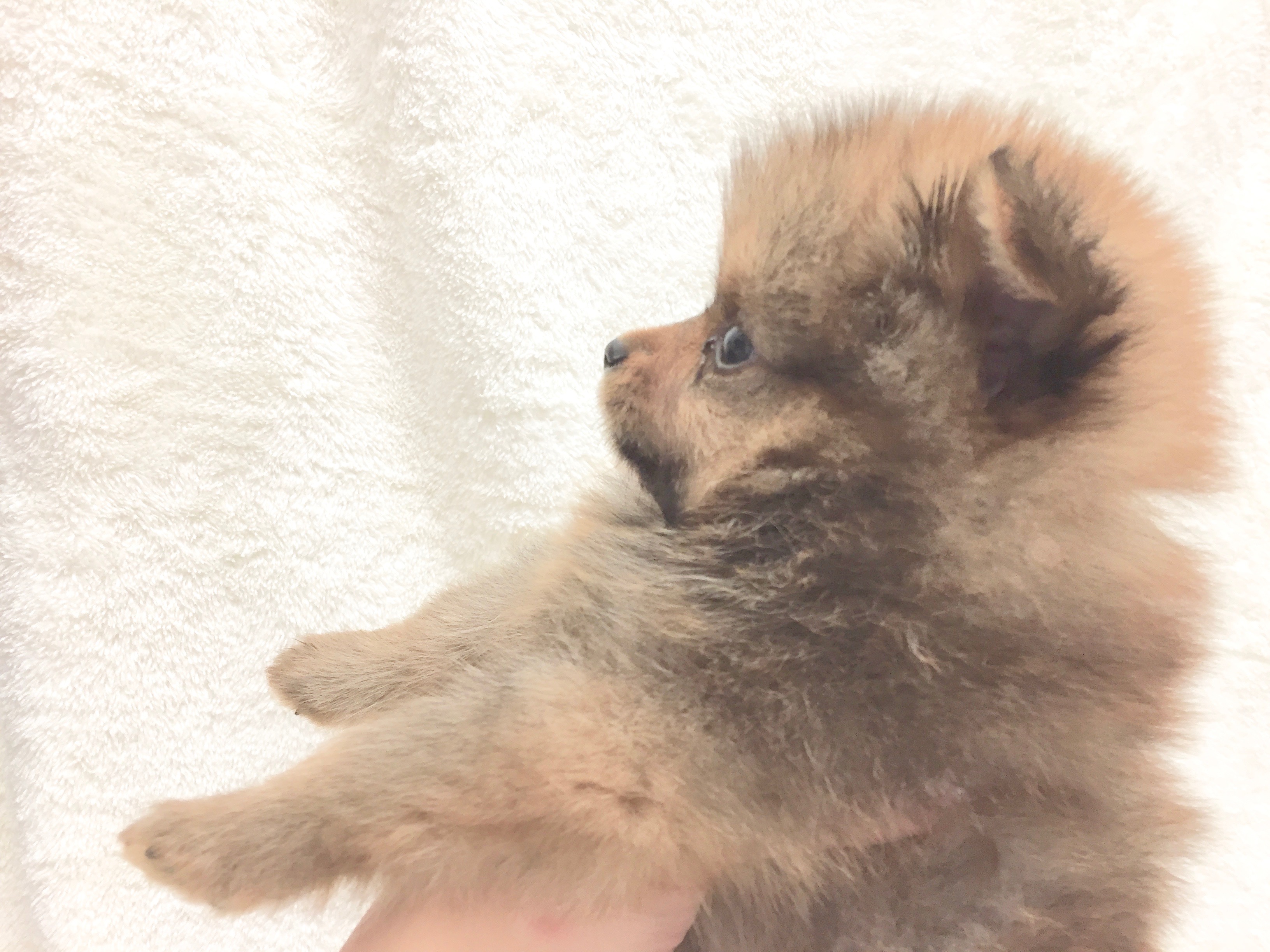 ポメラニアン - ペットショップ マルワン下丸子 東京都大田区
