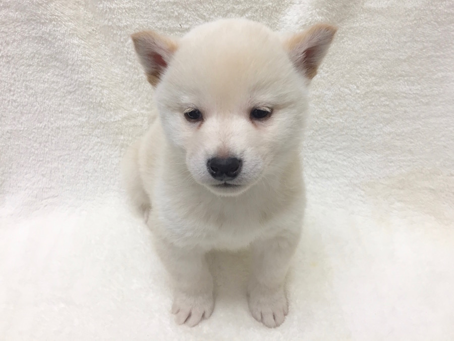 柴犬 - ペットショップ マルワン下丸子 東京都大田区