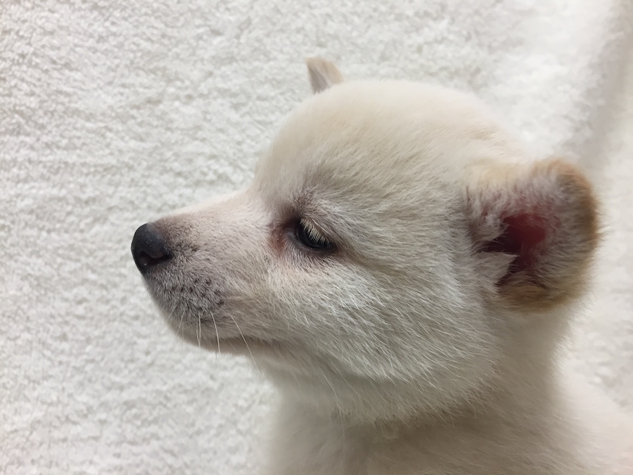 柴犬 - ペットショップ マルワン下丸子 東京都大田区