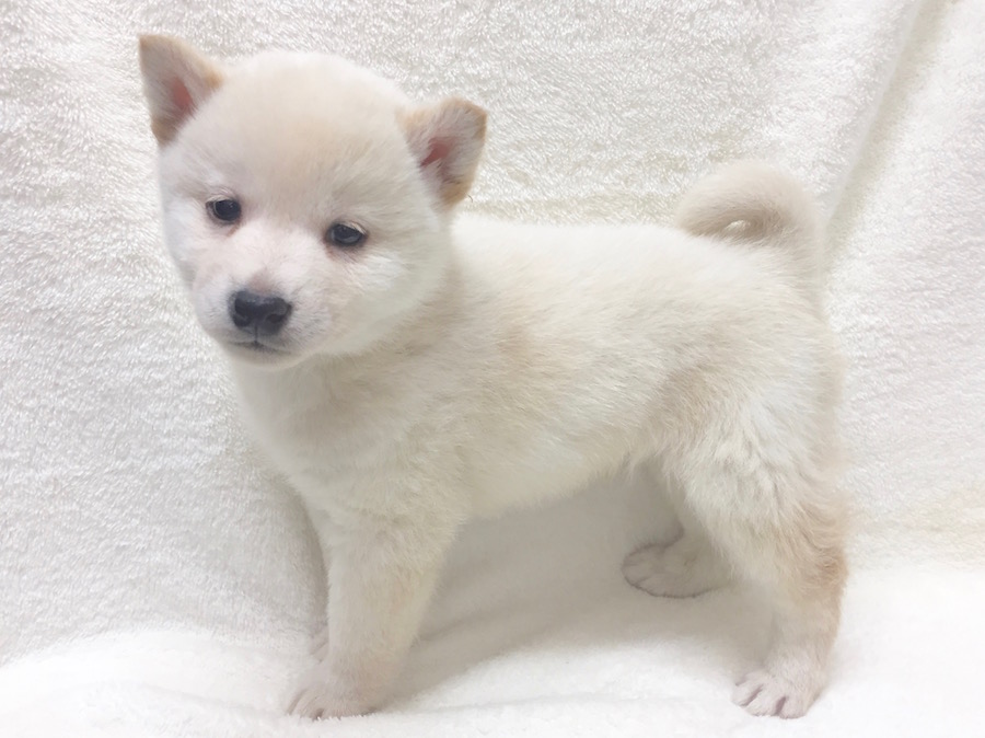 柴犬 - ペットショップ マルワン下丸子 東京都大田区