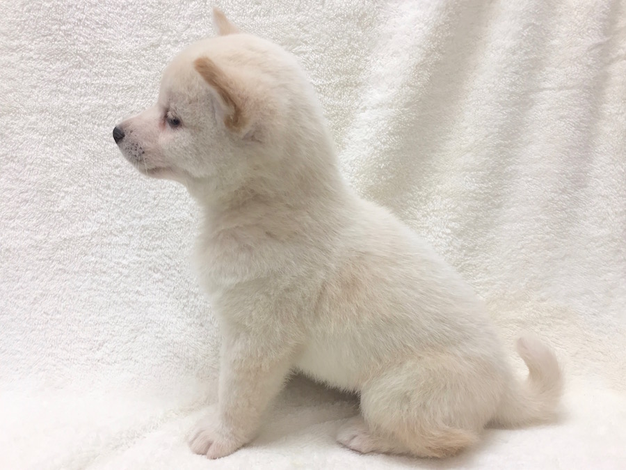 柴犬 - ペットショップ マルワン下丸子 東京都大田区