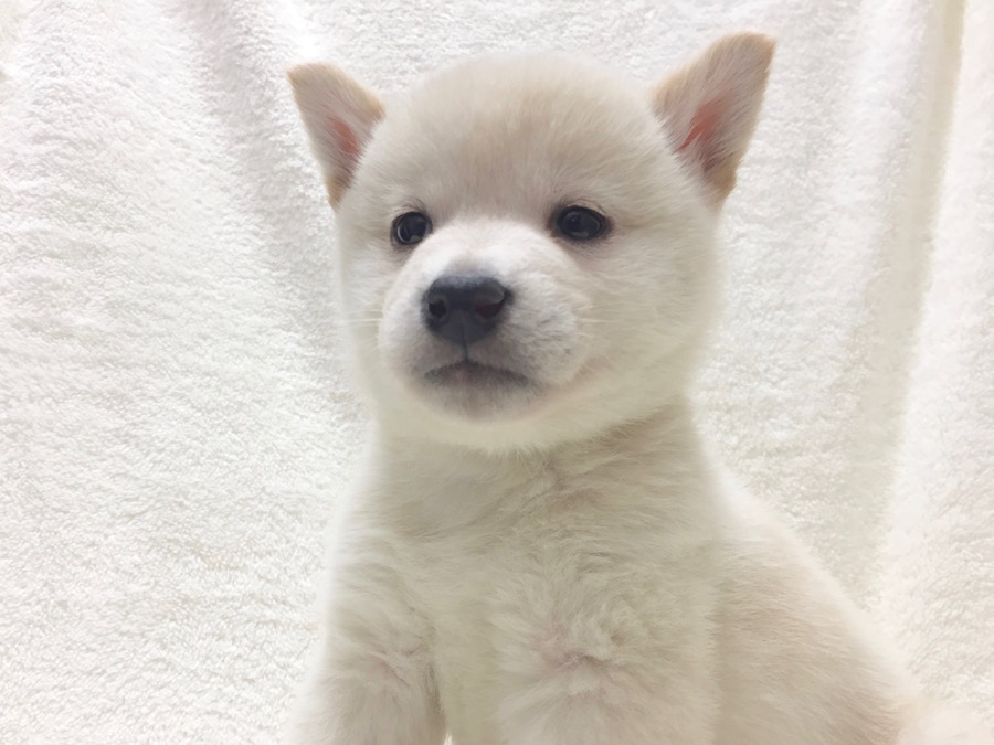 柴犬 - ペットショップ マルワン下丸子 東京都大田区