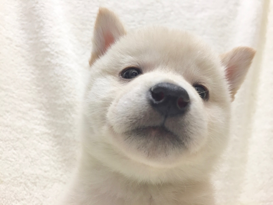 柴犬 - ペットショップ マルワン下丸子 東京都大田区