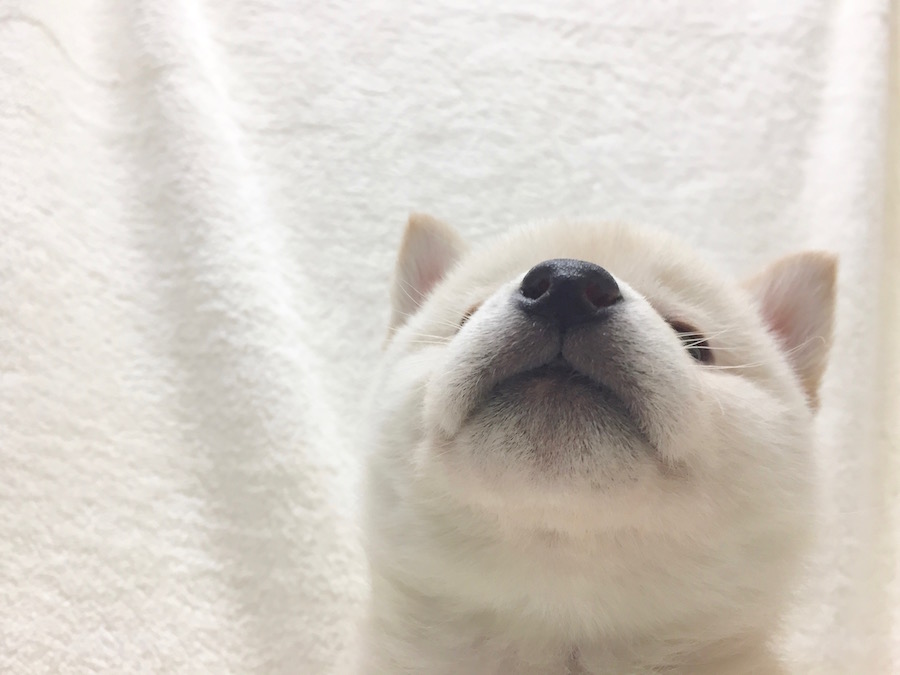 柴犬 - ペットショップ マルワン下丸子 東京都大田区