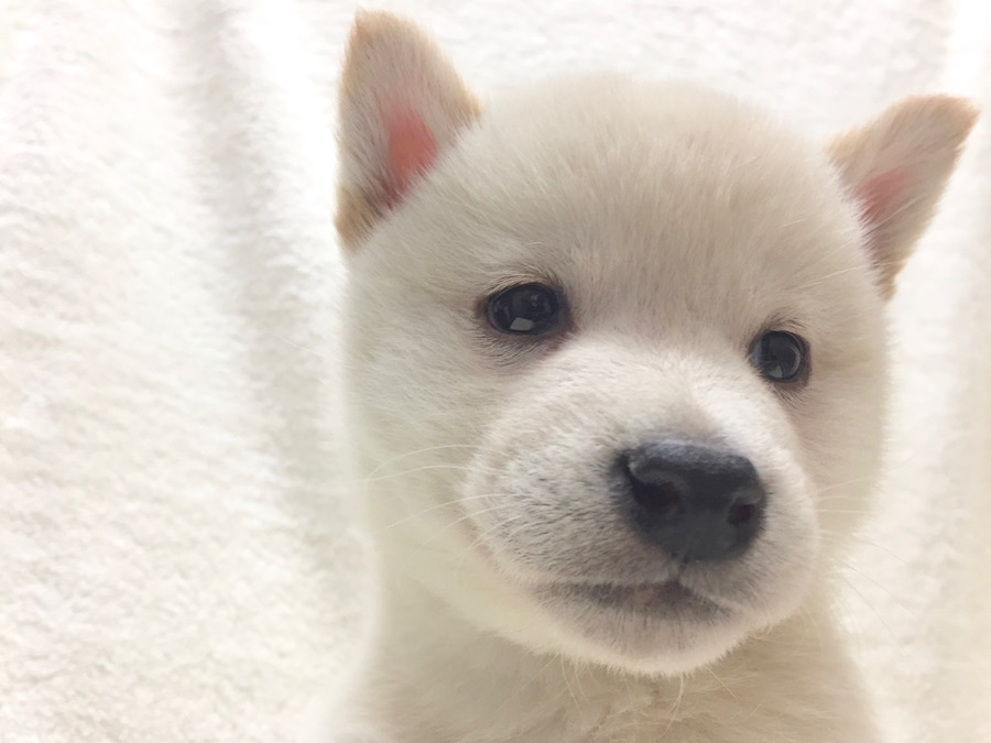 柴犬 - ペットショップ マルワン下丸子 東京都大田区