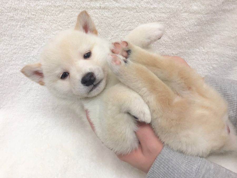 柴犬 - ペットショップ マルワン下丸子 東京都大田区