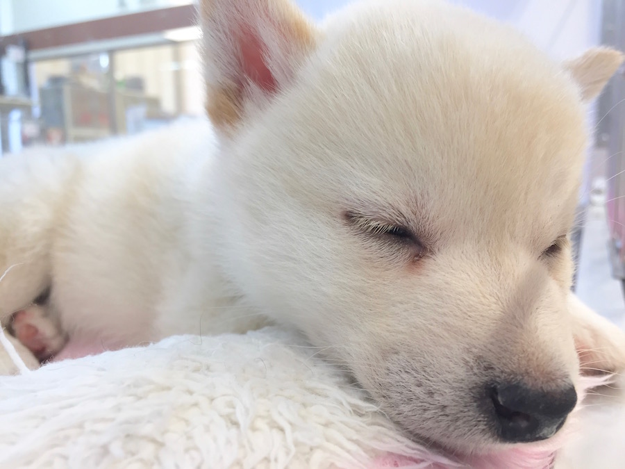 柴犬 - ペットショップ マルワン下丸子 東京都大田区