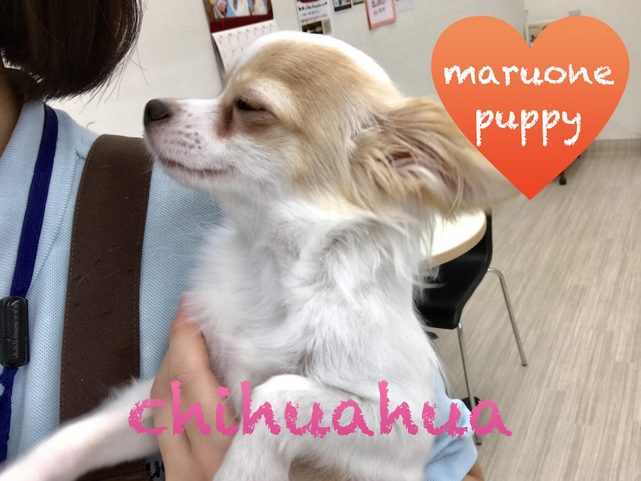 【チワワ】犬慣れ人慣れバッチリ！うっとり顔でスタッフもメロメロ？！：本羽田店PickupベイビーNo.512457